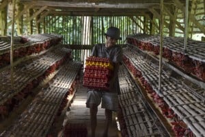 Populasi Ayam Petelur Di Ciamis