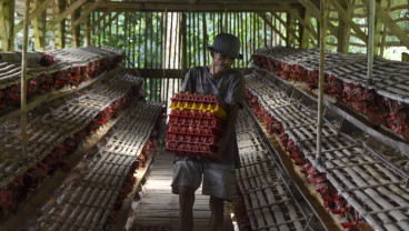 Populasi Ayam Petelur Di Ciamis