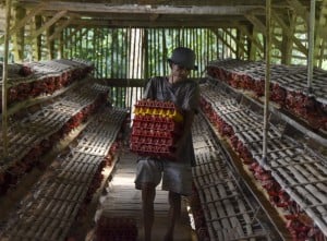 Populasi Ayam Petelur Di Ciamis