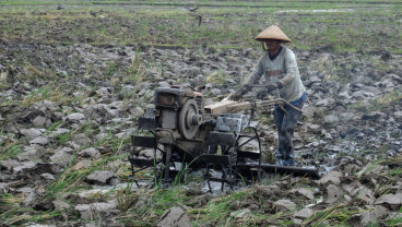 Target Produksi Padi Nasional