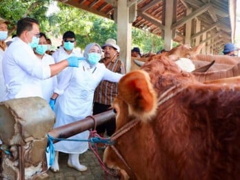 Pj Gubernur Jatim Pastikan Transaksi Sapi Tidak Dihentikan