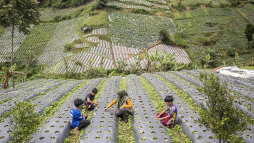 Program Big Farmer Di Desa Wisata Kertawangi