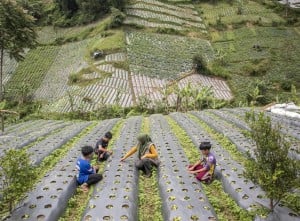 Program Big Farmer Di Desa Wisata Kertawangi