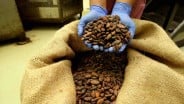 Kakao Mahal, Produsen Cokelat Tetap Pede Prospek Industri Olahan Cerah