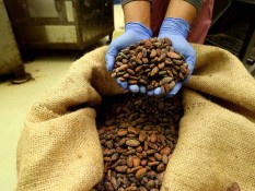 Kakao Mahal, Produsen Cokelat Tetap Pede Prospek Industri Olahan Cerah