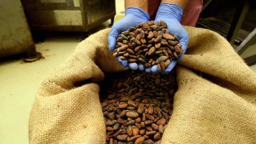 Kakao Mahal, Produsen Cokelat Tetap Pede Prospek Industri Olahan Cerah