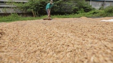 Syarat Gabah Petani Dibeli HPP oleh Bulog Sumut, Rp6.500 per Kilogram