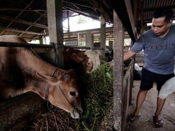 Banyak Peternak di Cirebon Enggan Laporkan Kasus PMK