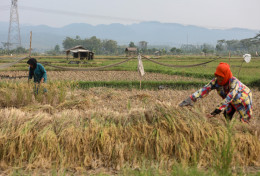 HPP Gabah Rp6.500 Berlaku, Bulog Sumut Akui Belum Bisa Beli ke Petani