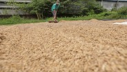 Bulog Serap Gabah Petani Rp6.500 per Kilogram, Simak Ketentuannya!