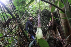 Bunga Bangkai Ditemukan Tumbuh di Desa Batu Katak Sumatra Utara