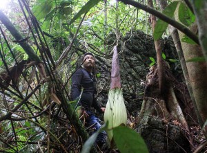 Bunga Bangkai Ditemukan Tumbuh di Desa Batu Katak Sumatra Utara