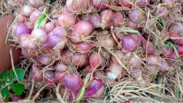 Harga Bawang Merah Anjlok Seiring Panen Raya