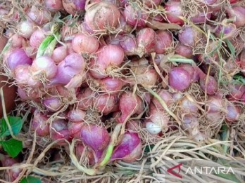 Harga Bawang Merah Anjlok Seiring Panen Raya