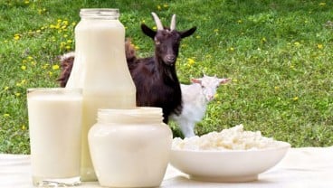 Mengintip Ragam Khasiat Sehat Susu Kambing