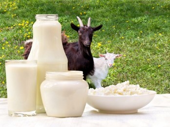 Mengintip Ragam Khasiat Sehat Susu Kambing