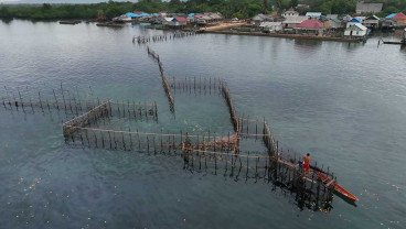 Begini Cara Menagkap Ikan Nelayan Suku Bajo Dengan Perangkap
