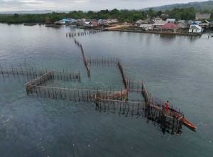 Begini Cara Menagkap Ikan Nelayan Suku Bajo Dengan Perangkap