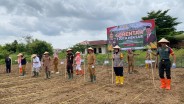 Palembang Tanam Jagung Serentak, Target Panen Maksimal 4 Bulan