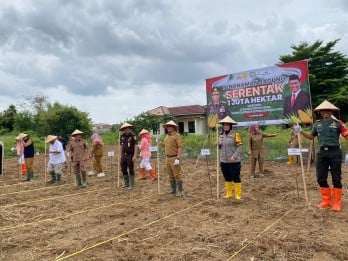 Palembang Tanam Jagung Serentak, Target Panen Maksimal 4 Bulan