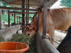 Harga Ternak Turun, Warga Diminta Tak Membeli di Pasar