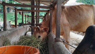 Harga Ternak Turun, Warga Diminta Tak Membeli di Pasar