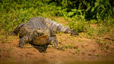 Puluhan Buaya Lepas dari Penangkaran di Batam, Singapura Waswas