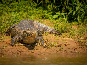 Puluhan Buaya Lepas dari Penangkaran di Batam, Singapura Waswas