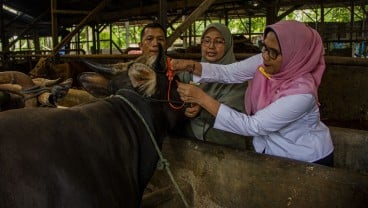 PMK di Garut Meluas, 14 Ekor Sapi Mati