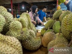 Ekspor Durian Sulteng, 3.056 Hektare Lahan Teregistrasi