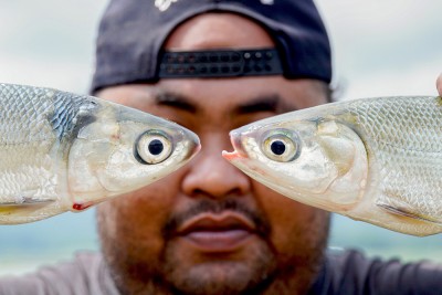 Musim Panen Ikan Air Tawar Di Waduk Karangkates