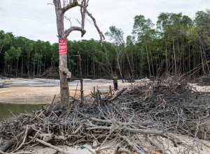 Kawasan Hutan Mangrove di Kepulauan Bangka Belitung Rusak Akibat Penambangan Biji Timah Ilegal