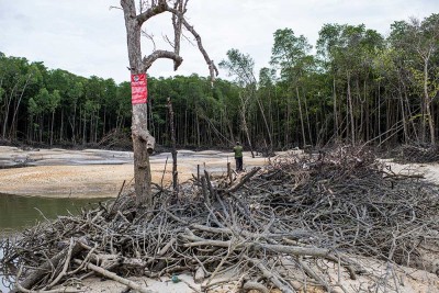 Kawasan Hutan Mangrove di Kepulauan Bangka Belitung Rusak Akibat Penambangan Biji Timah Ilegal