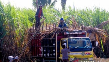 Petani Tebu Dukung Rencana Ekspansi Giling Pabrik Gula Asembagus