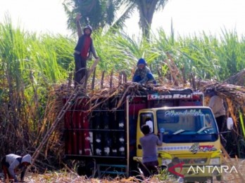 Petani Tebu Dukung Rencana Ekspansi Giling Pabrik Gula Asembagus