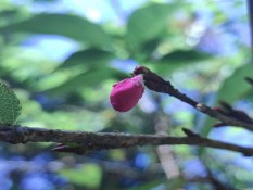 Prasasti Hidup Sakura di Kaki Lawu, Menyingkap Persahabatan Indonesia dan Jepang