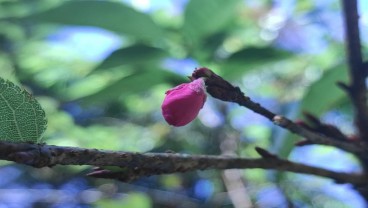 Prasasti Hidup Sakura di Kaki Lawu, Menyingkap Persahabatan Indonesia dan Jepang