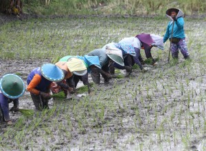 Perluasan Lahan Pertanian Di Ngawi