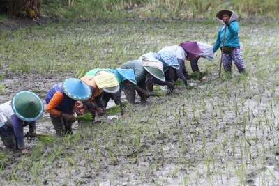 Perluasan Lahan Pertanian Di Ngawi