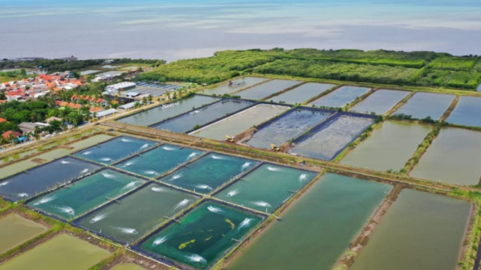NTB Pacu Produksi Udang