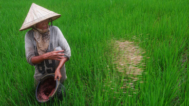 Alokasi Kuota Pupuk Subsidi Di Sulsel
