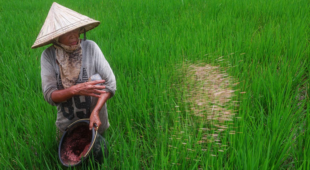 Alokasi Kuota Pupuk Subsidi Di Sulsel