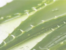 Dari Kesehatan Kulit hingga Manfaat Kesehatan, Berikut Ragam Manfaat Aloe Vera