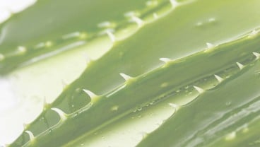 Dari Kesehatan Kulit hingga Manfaat Kesehatan, Berikut Ragam Manfaat Aloe Vera