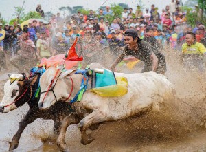 Kemeriahan Tradisi Karapan Sapi Brujul di Probolinggo Jawa Timur