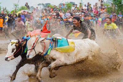 Kemeriahan Tradisi Karapan Sapi Brujul di Probolinggo Jawa Timur