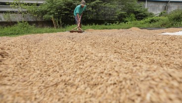 Dikepung Konversi Lahan Besar-besaran, Jawa Topang 53% Produksi Beras Nasional