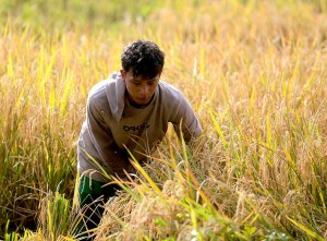 Nilai Tukar Petani (NTP) Secara Nasional Naik 0,73%