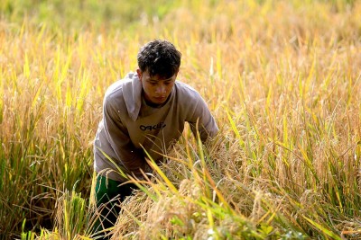 Nilai Tukar Petani (NTP) Secara Nasional Naik 0,73%