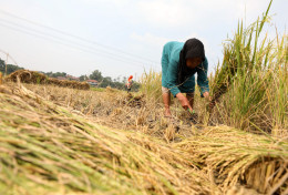 HKTI Sambut Baik Aturan Baru Harga Gabah, Sebut Jadi Angin Segar untuk Nasib Petani